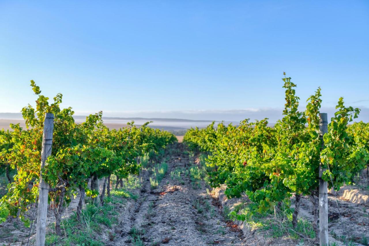 Strandveld Vineyards Cottages Elim  Kültér fotó